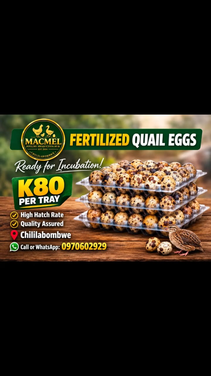 Fertilised quail eggs for sale